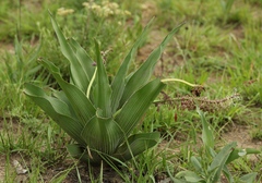 Ledebouria zebrina
