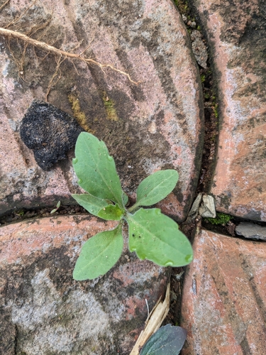 tropical horseweed