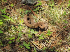 Crotalus willardi