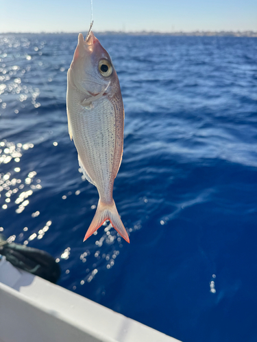 Common Pandora