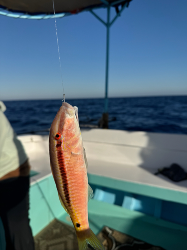 Red Sea Goatfish