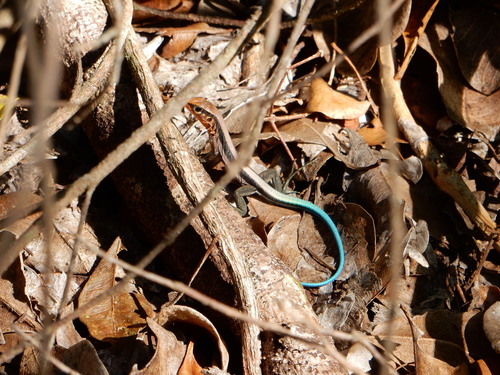 Haitian Ameiva, Pholidoscelis taeniurus