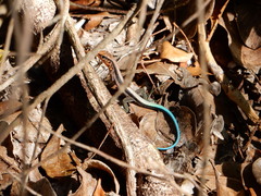 Pholidoscelis taeniurus