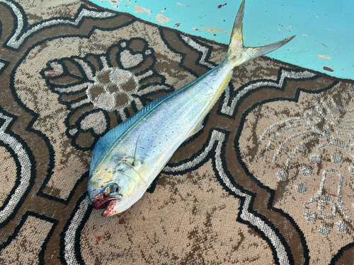 Common Dolphinfish