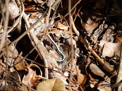 Pholidoscelis taeniurus