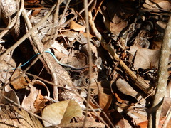 Pholidoscelis taeniurus