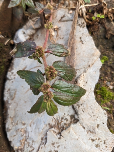 Asthma Plant