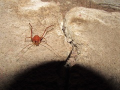 Krateromaspis dilatata