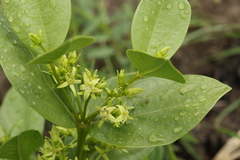 Vangueria venosa