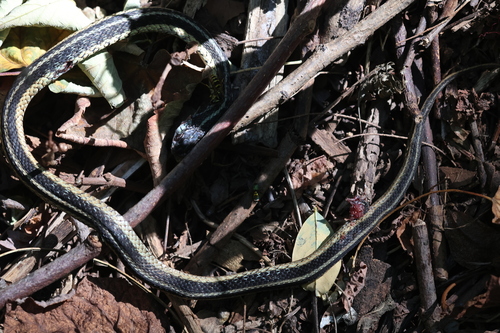 Garter Snake