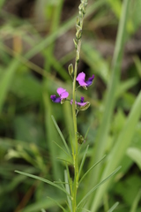 Polygala hottentotta