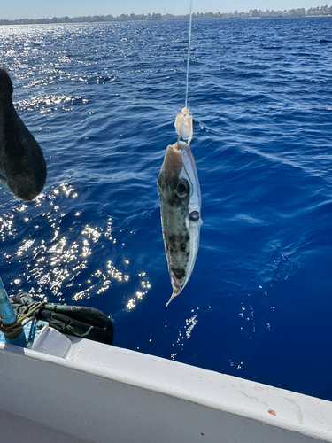Silver Puffer