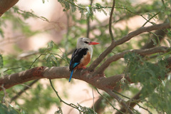 Halcyon leucocephala acteon