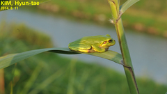 Hyla japonica