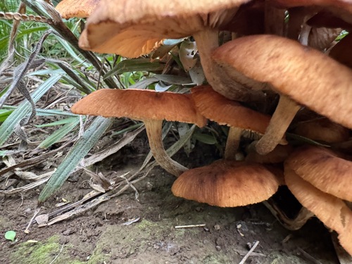 Desarmillaria tabescens