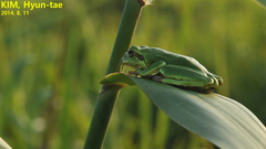 Hyla japonica