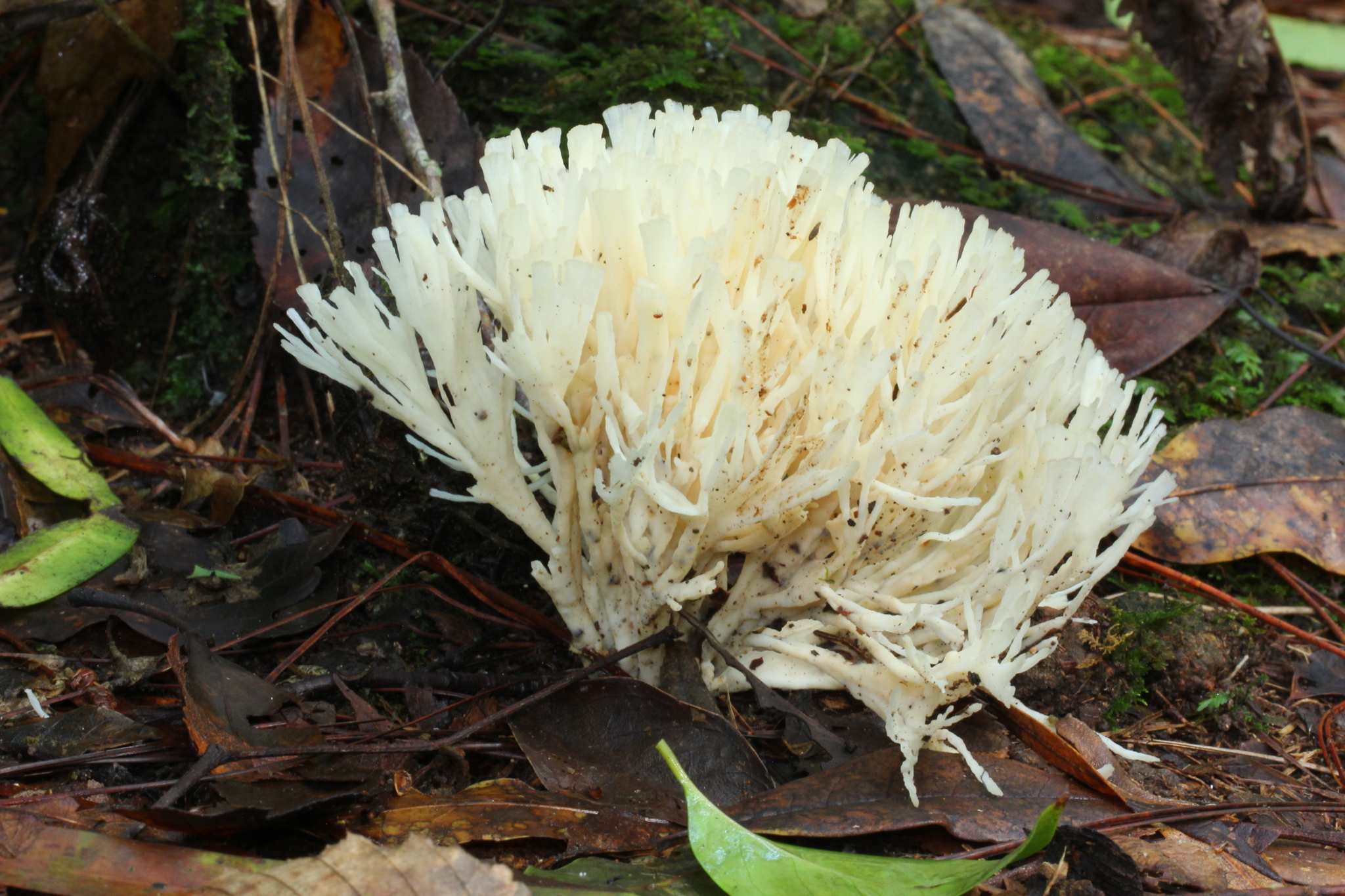 Sebacina schweinitzii image