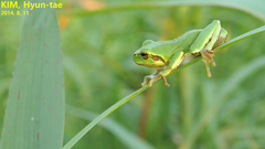 Hyla japonica