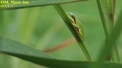 Hyla japonica