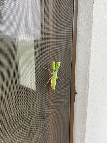 Transcaucasian Giant Mantis