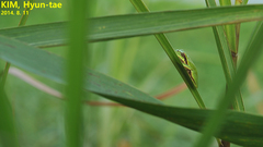 Hyla japonica