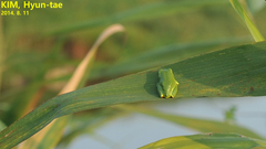 Hyla japonica
