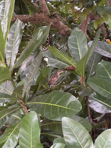 Yellow Bittern (Botaurus sinensis), photo 9