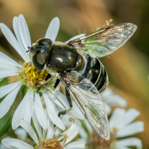 Unknown species found near Murphy-Hanrehan Park Reserve, Scott, Minnesota, United States