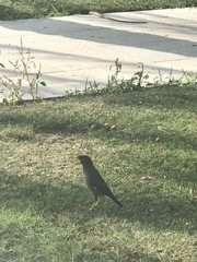 Acridotheres tristis