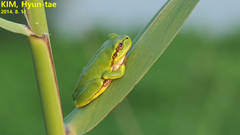 Hyla japonica
