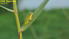 Hyla japonica