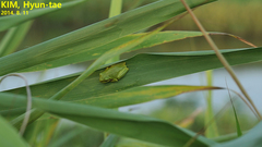 Hyla japonica