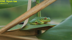 Hyla japonica