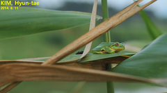 Hyla japonica