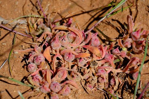 Cleretum papulosum, photograph 3