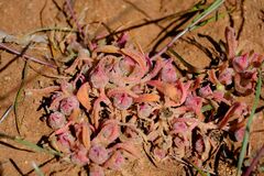 Cleretum papulosum, photograph (c) Peter Crowcroft, some rights reserved (CC BY)