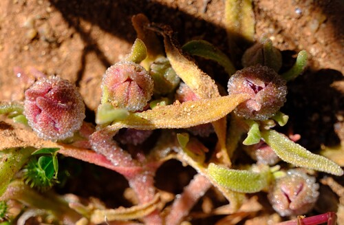 Salad Sandfig (Cleretum papulosum)