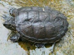 Chelydra acutirostris