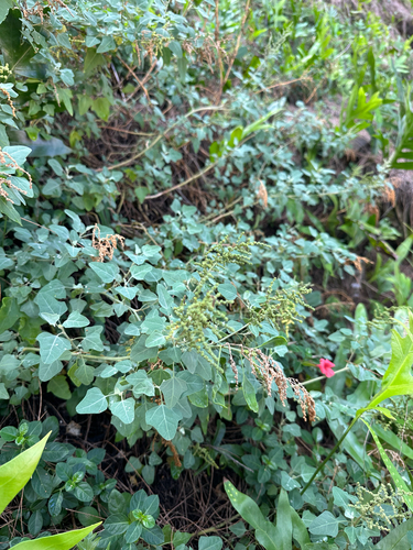 Chenopodium oahuense observed 2025-10-03