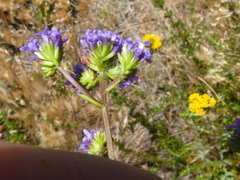 Pseudoselago verbenacea