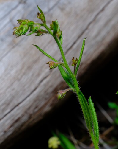 Gonocarpus elatus (Gonocarpus elatus)