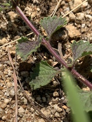 Chascanum hederaceum natalense