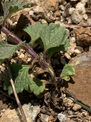 Chascanum hederaceum natalense