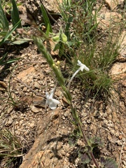 Chascanum hederaceum natalense