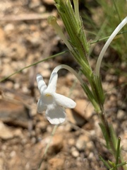 Chascanum hederaceum natalense