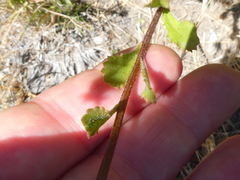 Pseudoselago verbenacea