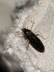 Phylus coryli