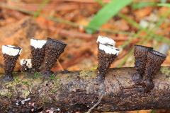 Trichoderma latizonatum
