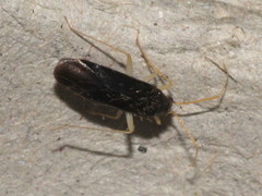 Phylus coryli