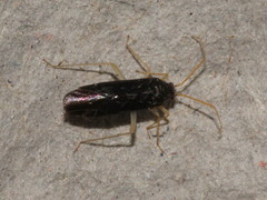 Phylus coryli